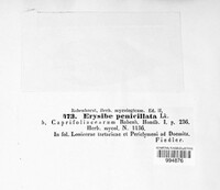 Erysiphe penicillata image